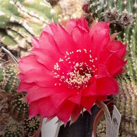 Echinopsis-Hybr. Peace Eros Schick Hybride