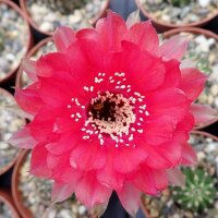 Echinopsis-Hybr. Peace Eros Schick Hybride