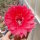 Echinopsis-Hybr. Peace Eros Schick Hybride