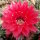 Echinopsis-Hybr. Peace Eros Schick Hybride