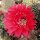 Echinopsis-Hybr. Peace Eros Schick Hybride