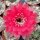 Echinopsis-Hybr. Peace Eros Schick Hybride
