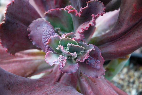Echeveria cv. Jean-Baptiste
