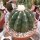 Melocactus maxonii inermis mit Cephalium