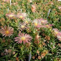 Delosperma cv. Kelardis (dw)