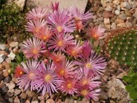 Delosperma cv. Kelardis (dw)
