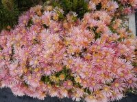 Delosperma cv. Kelardis (dw)
