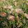 Delosperma cv. Kelardis (dw)