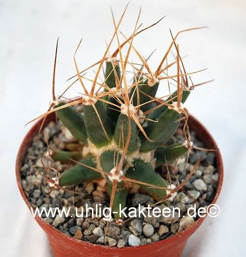 Ferobergia F3-Hybride VIOLET  PRIFOR / PRIFOR x PRIFOR / PRIFOR Leuchtenbergia dominant