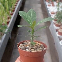 Adenium obesum