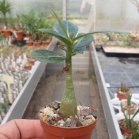 Adenium obesum