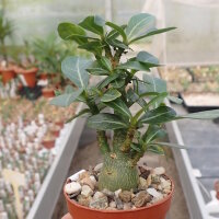 Adenium obesum