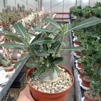 Adenium obesum