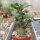 Adenium obesum