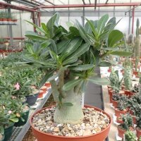 Adenium obesum Pure White
