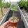 Adenium obesum Pure White