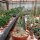 Adenium obesum Pure White