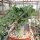 Adenium obesum Pure White