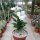 Adenium obesum Pure White