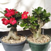 Adenium obesum Deep Red XL