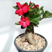 Adenium obesum Deep Red XL