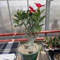 Adenium obesum Deep Red XL