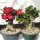 Adenium obesum Deep Red XL