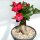 Adenium obesum Deep Red XL
