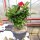 Adenium obesum Deep Red XL