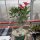 Adenium obesum Deep Red XL