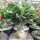Adenium obesum Deep Red XL