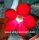 Adenium obesum Deep Red XL
