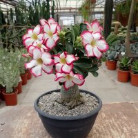 Adenium obesum Picotee