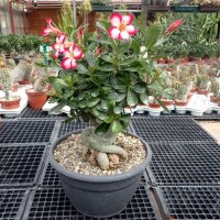 Adenium obesum Picotee