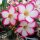 Adenium obesum Picotee