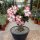 Adenium obesum Picotee