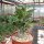Adenium obesum Picotee