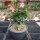 Adenium obesum Picotee