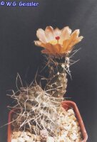 Pterocactus fischeri FK 93-238-722 (dw)
