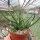 Aloe jacksonii