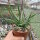 Aloe jacksonii