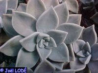 Graptopetalum paraguayense