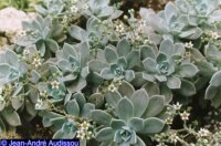 Graptopetalum paraguayense