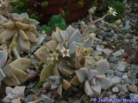 Graptopetalum paraguayense