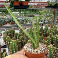 Selenicereus spec. brevispinus
