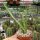 Selenicereus spec. brevispinus