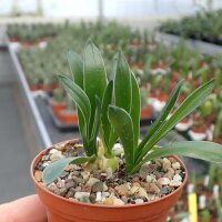 Drimia aff. haworthioides