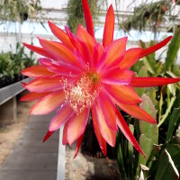 Epiphyllum-Hybr. Coral Dance