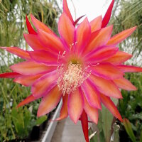 Epiphyllum-Hybr. Coral Dance