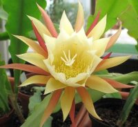Epiphyllum-Hybr. Bernhard Paetz
